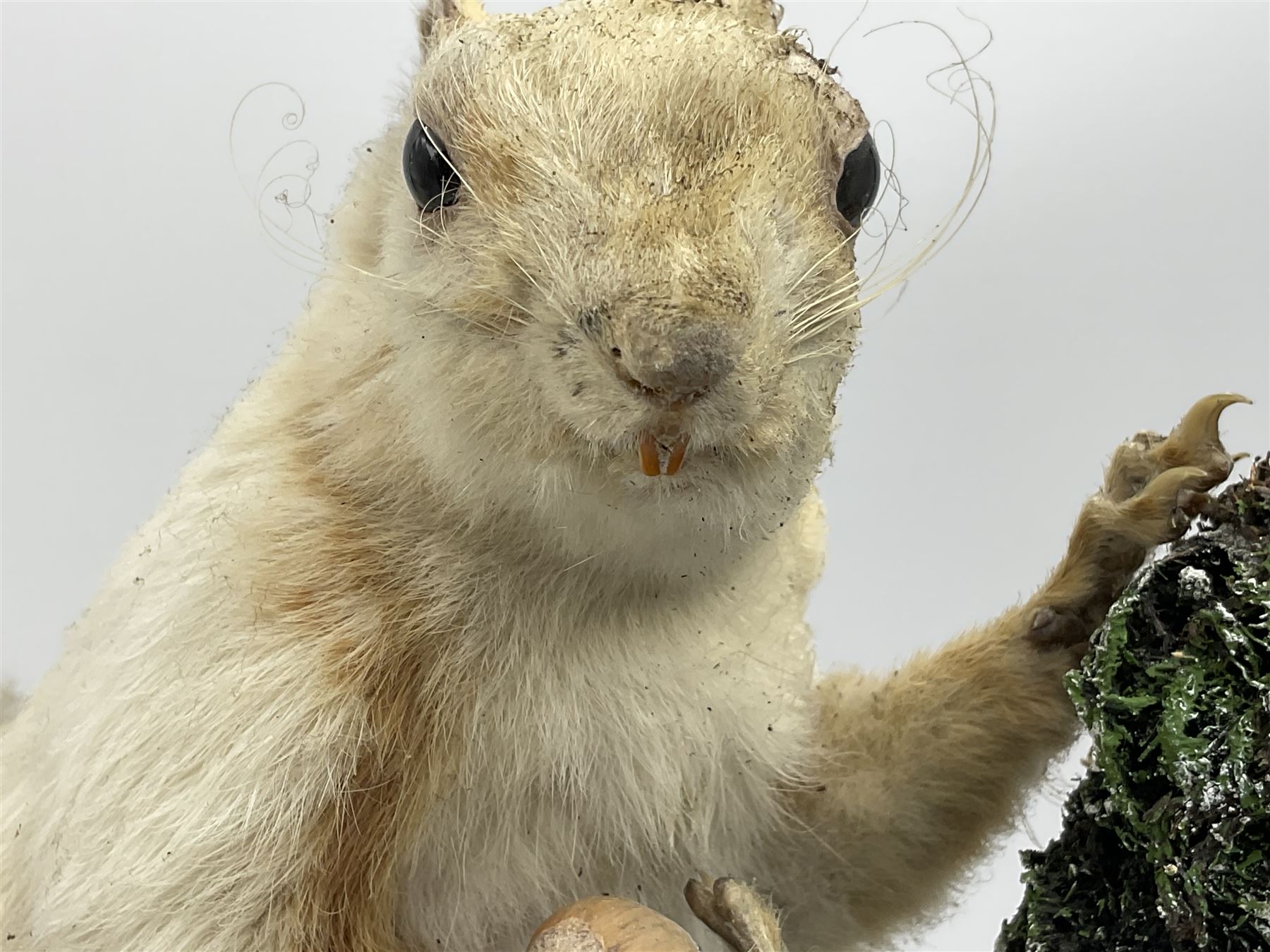 Taxidermy: Victorian cased Red Squirrel (Sciurus vulgaris), full mount holding a hazelnut, upon naturalistic ground, enclosed beneath a period oval glass dome with ebonised base, raised upon four bun feet H44cm D15cm W24cm