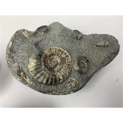 Ammonite multi-block fossil, together with fossilised fish (Knightia alta) in an oval matrix; age; Eocene period, location; Green River Formation, Wyoming, USA and other fossils  