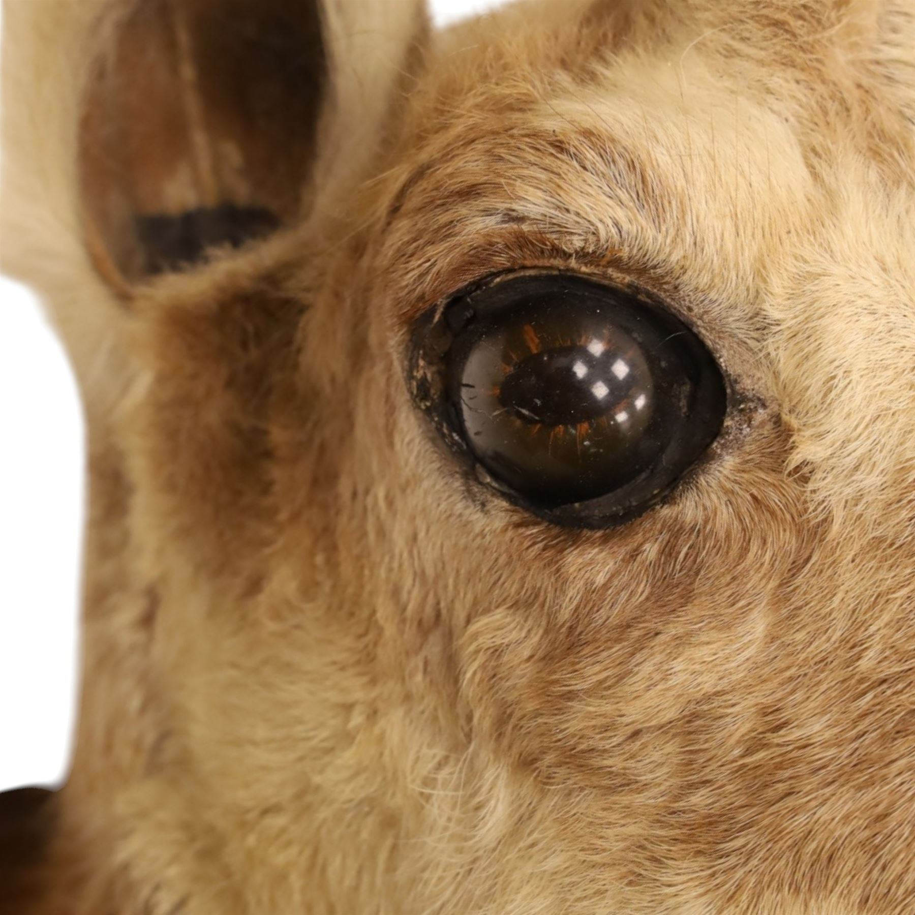 Taxidermy - Alpine Chamois (Rupicapra rupicapra), adult male shoulder mount with head facing front, mounted on wooden shield, H64cm