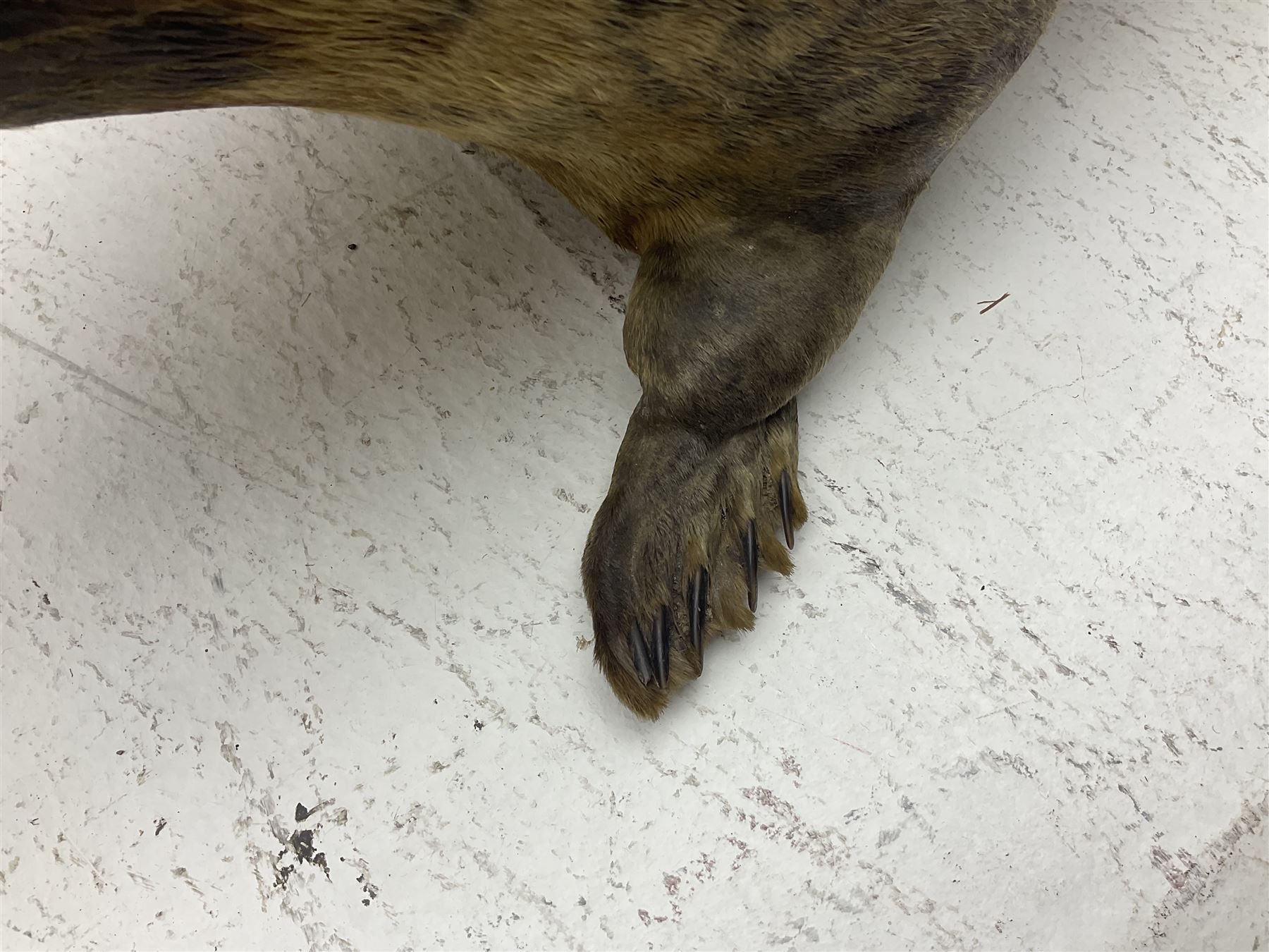 Taxidermy: early 20th century Common seal (Phoca Vitulina), full mount young adult, in a swimming pose, L115cm 