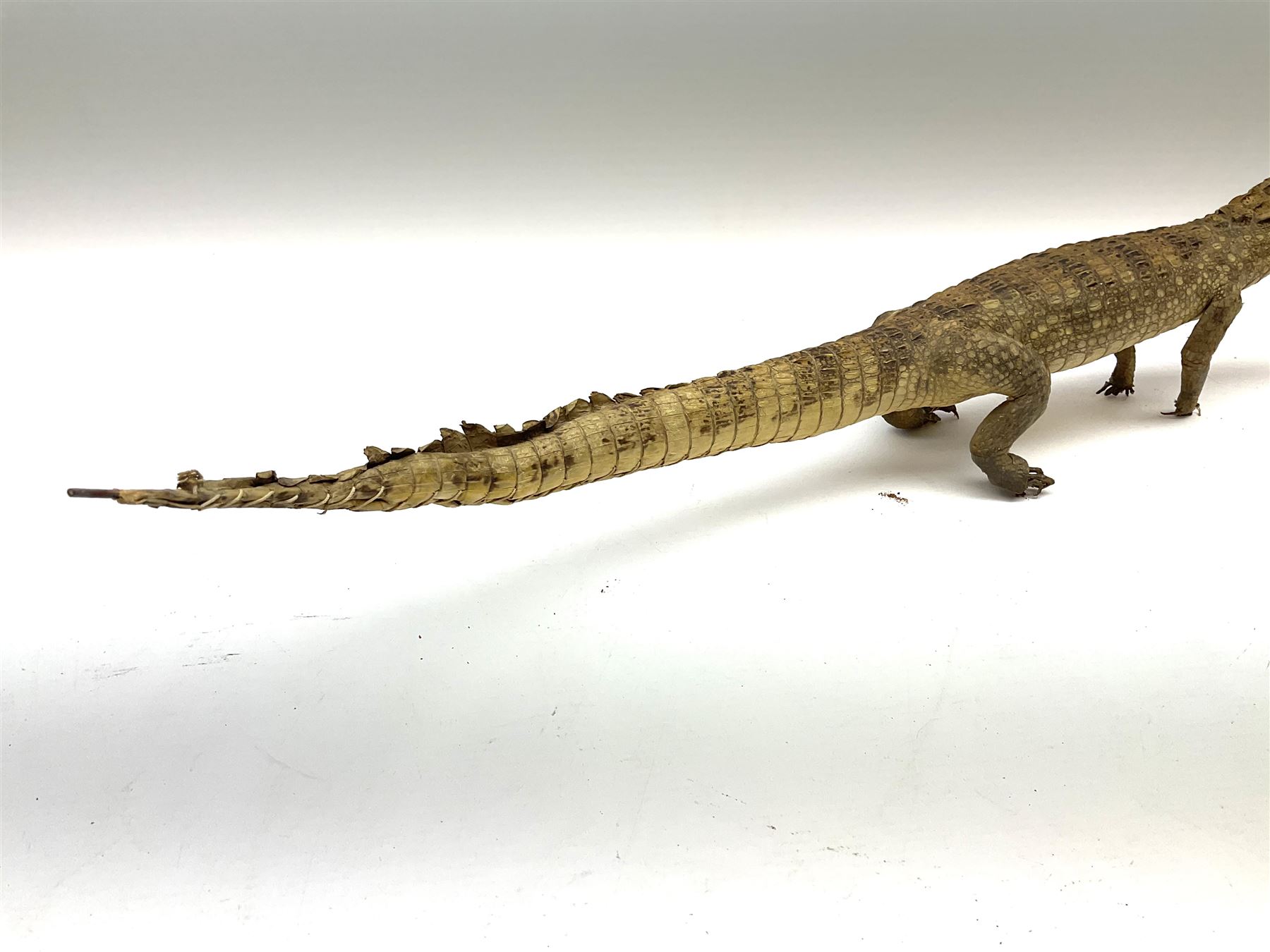 Taxidermy: Spectacled Caiman (Caiman crocodilus), H16cm, L64cm.