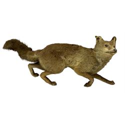 Taxidermy: Red Fox (Vulpes vulpes), full adult in a crouching position, L78cm 