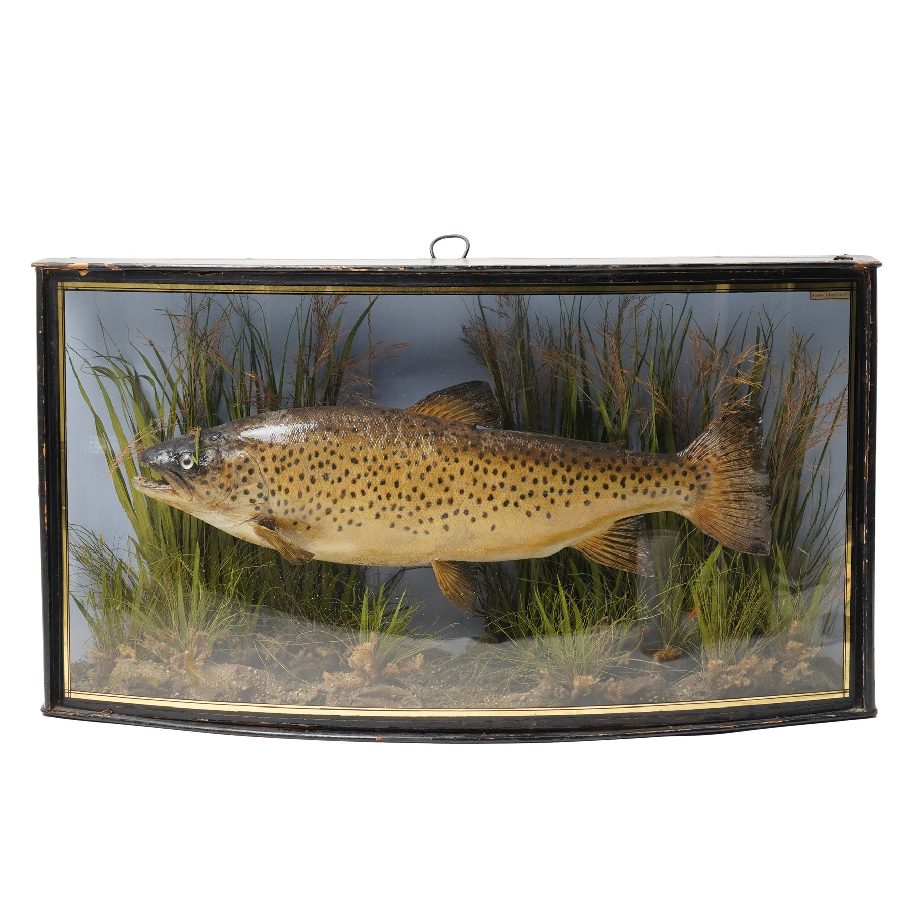 Taxidermy - Brown Trout (Salmo Trutta), skin mount set over river bed, with reeds and ferns, against blue painted back drop, enclosed within an ebonised bow-front display case, W58cm 