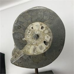 Pair of Vascoceras ammonites cut and polished showing the internal chambers, upon wooden stands, H18cm