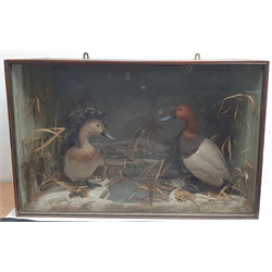 Taxidermy: Victorian cased pair of Pochard (Aythya ferina), in naturalistic winter setting with snow covered ground work and simulated water, detailed with moss and grasses, set against a snowy painted landscape backdrop, encased within an ebonised trapezium shaped single pane display case, H50cm L77.5cm D26cm 