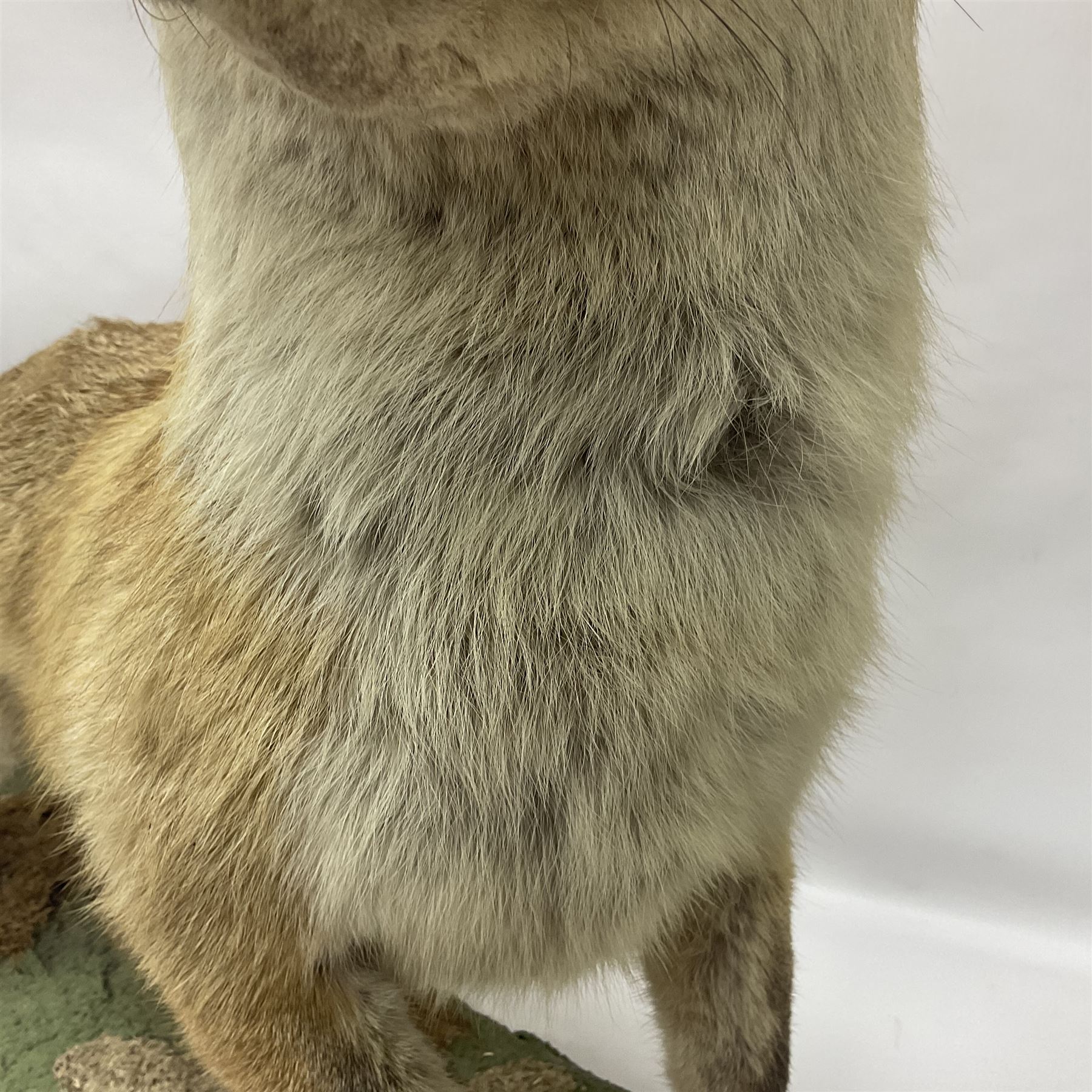 Taxidermy: European Red Fox (Vulpes vulpes), full mount adult on open display with standing alert with ears forward front paw raised, upon a naturalist base, H62cm, L78cm