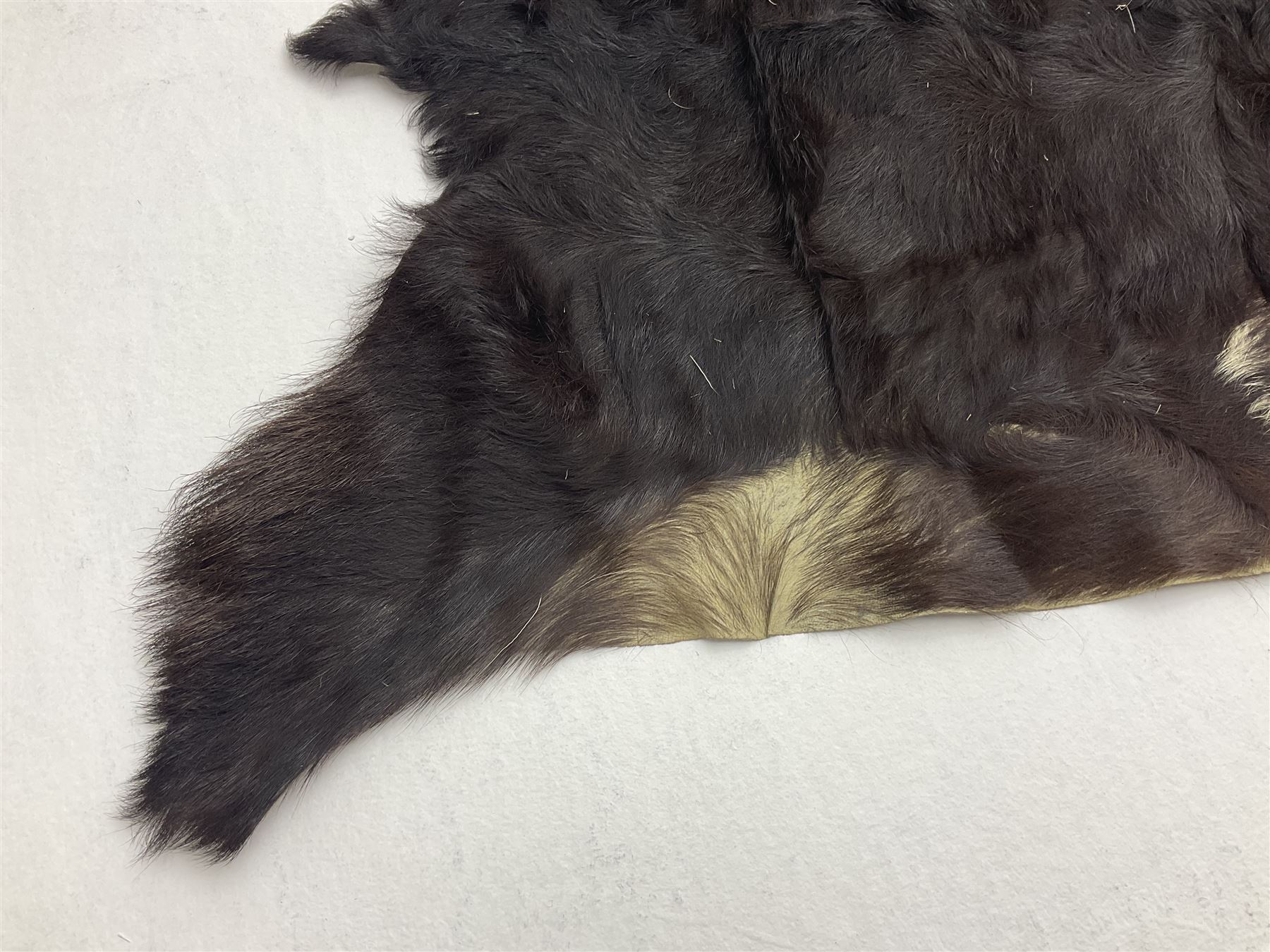 Taxidermy; Goat (Capra aegagrus hircus) pelt and deer (Cervidae) pelt, largest example L127cm