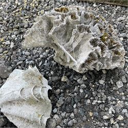 Sea Coral and sea shell  - THIS LOT IS TO BE COLLECTED BY APPOINTMENT FROM DUGGLEBY STORAGE, GREAT HILL, EASTFIELD, SCARBOROUGH, YO11 3TX