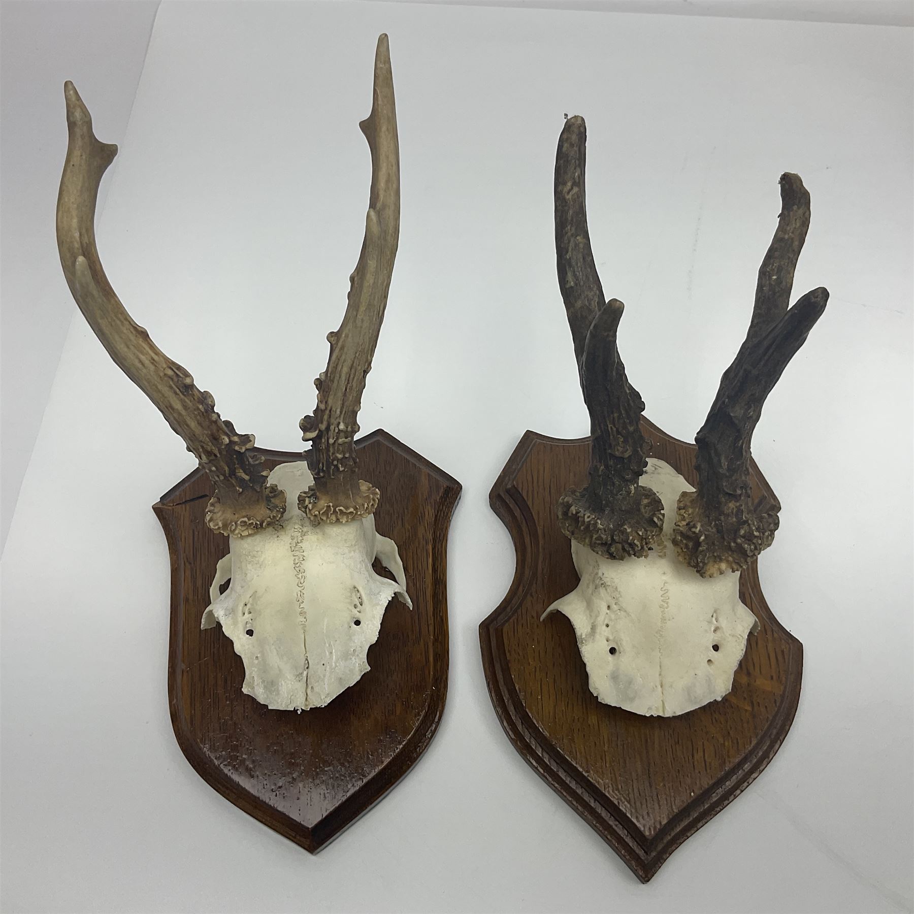 Antlers/Horns: Roe Deer (Capreolus capreolus) ten pairs of roe deer antlers mounted upon wooden shields, shield H19cm 