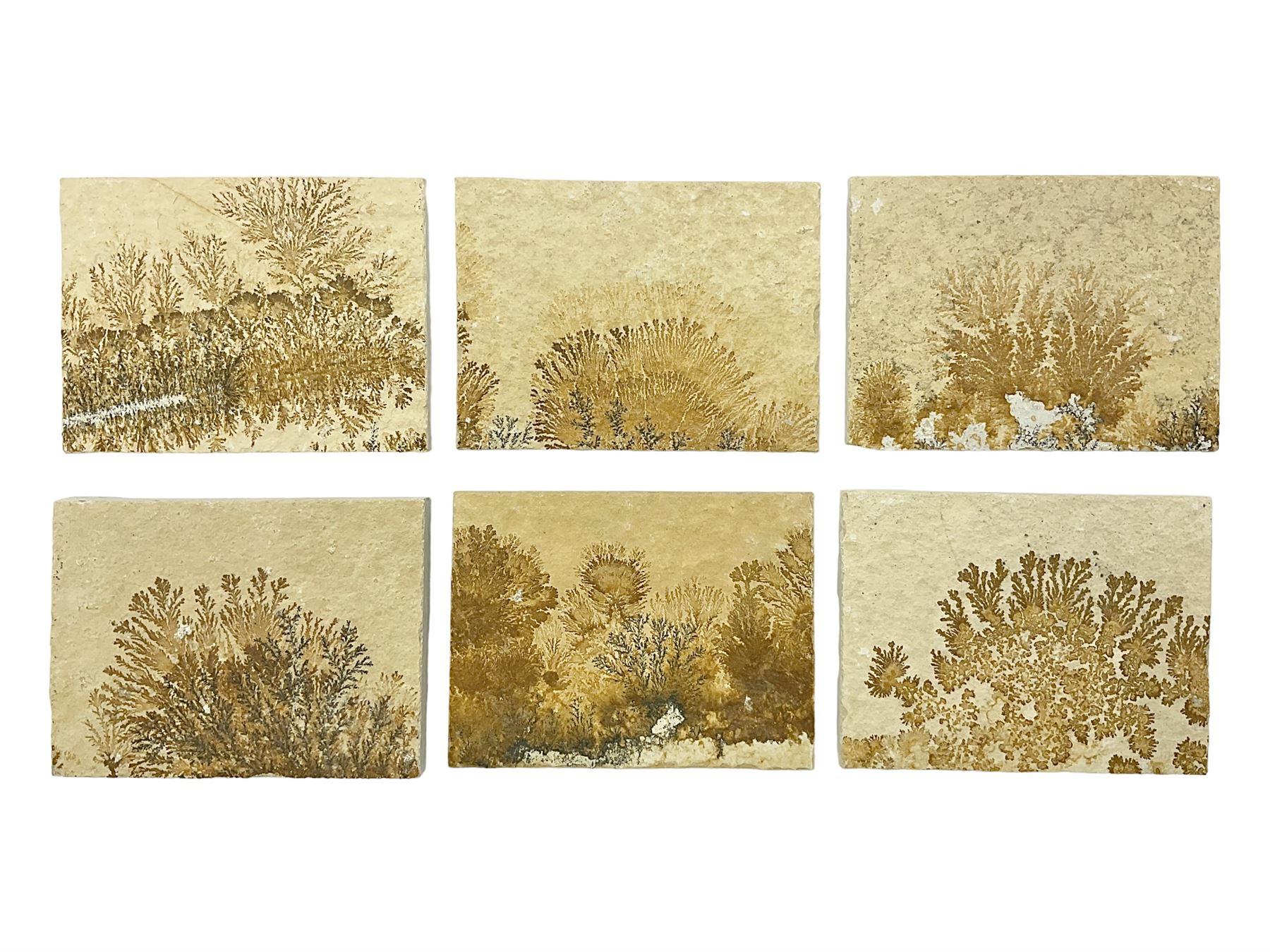 Six dendrite crystals each in an individual sandstone plaque, each plaque H6cm, L8cm
