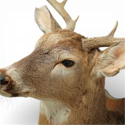Taxidermy - White-tailed Deer (Odocoileus virginianus), adult male stag shoulder mount looking outward, eight point antlers, mounted on wooden shield, W49m  H92cm, extension 53cm
