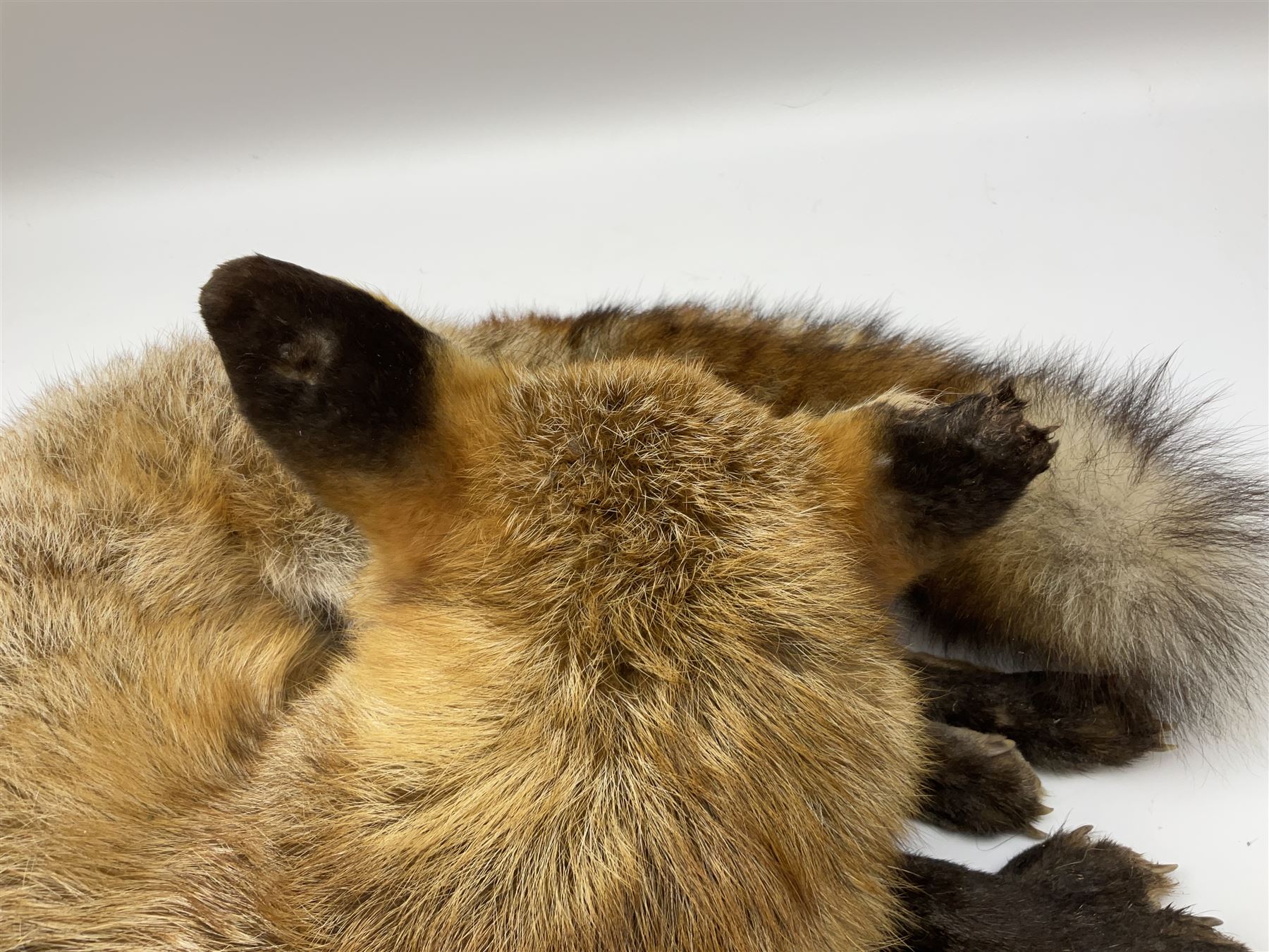 Taxidermy: Fireside red fox (Vulpes vulpes), a full mount adult fox in recumbent position, L44cm. 