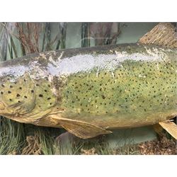 Taxidermy: Brown trout (Salmo trutta), skin mount set above a pebbled river bed with reeds and ferns, against blue painted back drop, enclosed within an ebonised bow-front display case, with 'Costa Beck May 27th 1911, Weight 2 1/2lbs', inscribed to the glass, H34cm, L58cm 