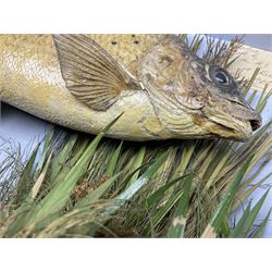 Taxidermy: Grayling (Thymallus thymallus), preserved by John Cooper & Sons, 28 Radnor Street, St Luke's, London, skin mount set above a pebbled river bed with reeds and grasses, set against blue painted back drop, with inscription 'Grayling caught by Rev R.S. Ricketts at Kirkham Bridge Sept 14th 1895, artificial fly - single hair' L57cm H29cm 