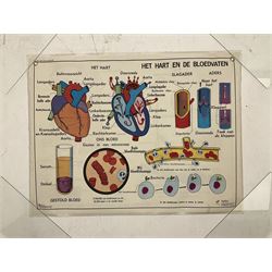 Five early 1980s Dutch medical posters, double sided decorated with colourful label anatomical diagrams, marked Hebri, Holland, W70cm H92cm