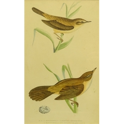  Bird Studies, four 19th/20th century engravings, Portraits of Ladies, two George Baxter prints and two 19th century engravings hand coloured max 20cm x 44cm (8)  