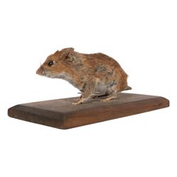 Taxidermy; Eurasian Stoat (Mustela erminea) full adult mount on open display, upon a branch, together with mouse (Apodemus sylvaticus) on open display and mouse skeleton 