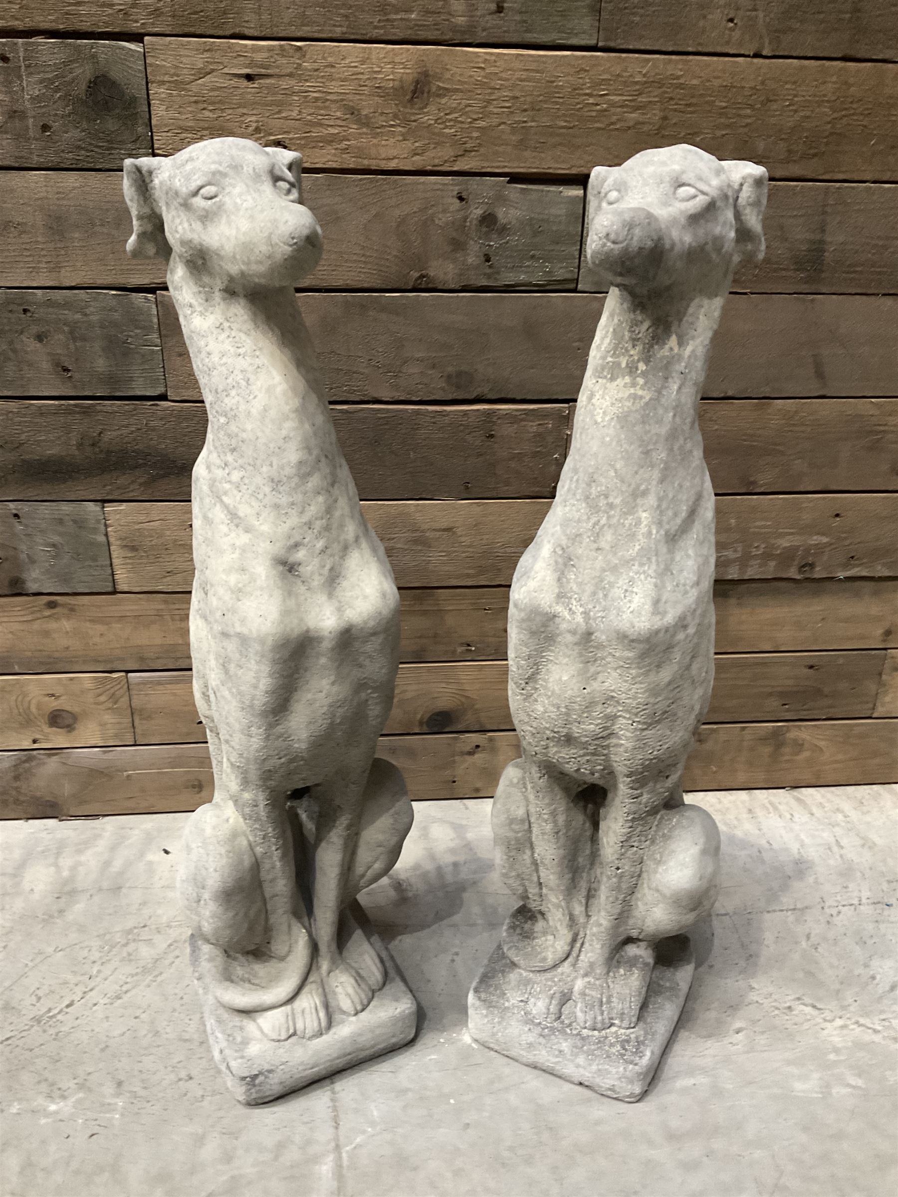Pair of cast stone seated greyhounds, on square plinth base