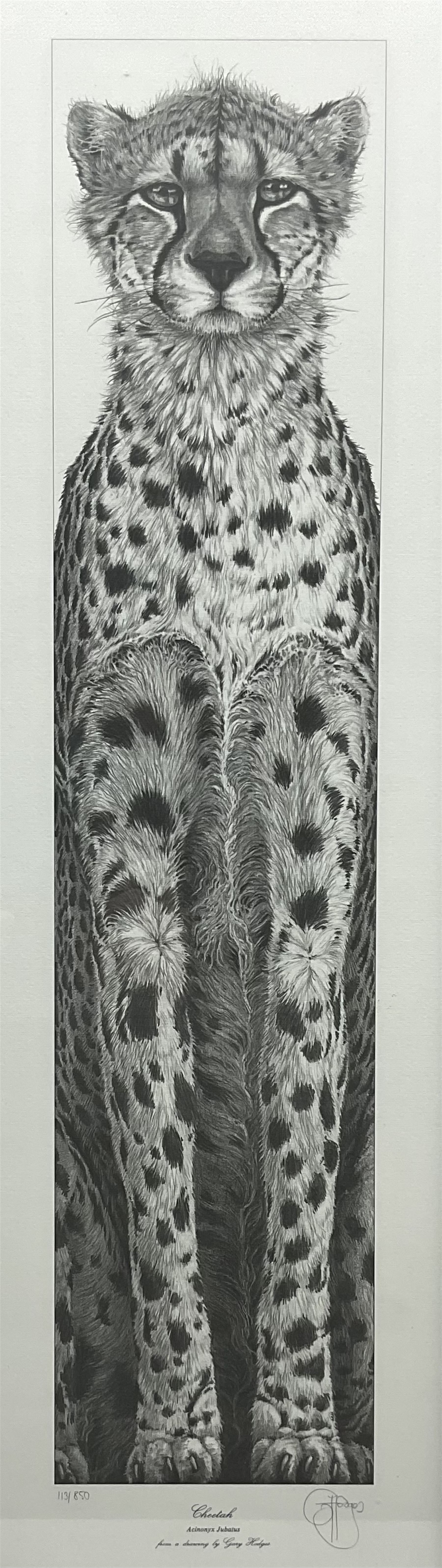 Gary Hodges (British 1954-): 'Cheetah',, limited edition monochrome print signed and numbered 113/850 in pencil 66cm x 20cm