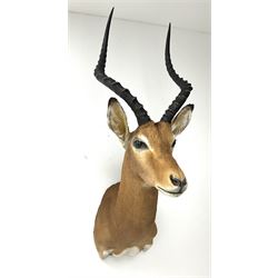 Taxidermy: East African Impala (Aepyceros melampus rendilis) male, shoulder mount looking straight ahead, H101cm. 