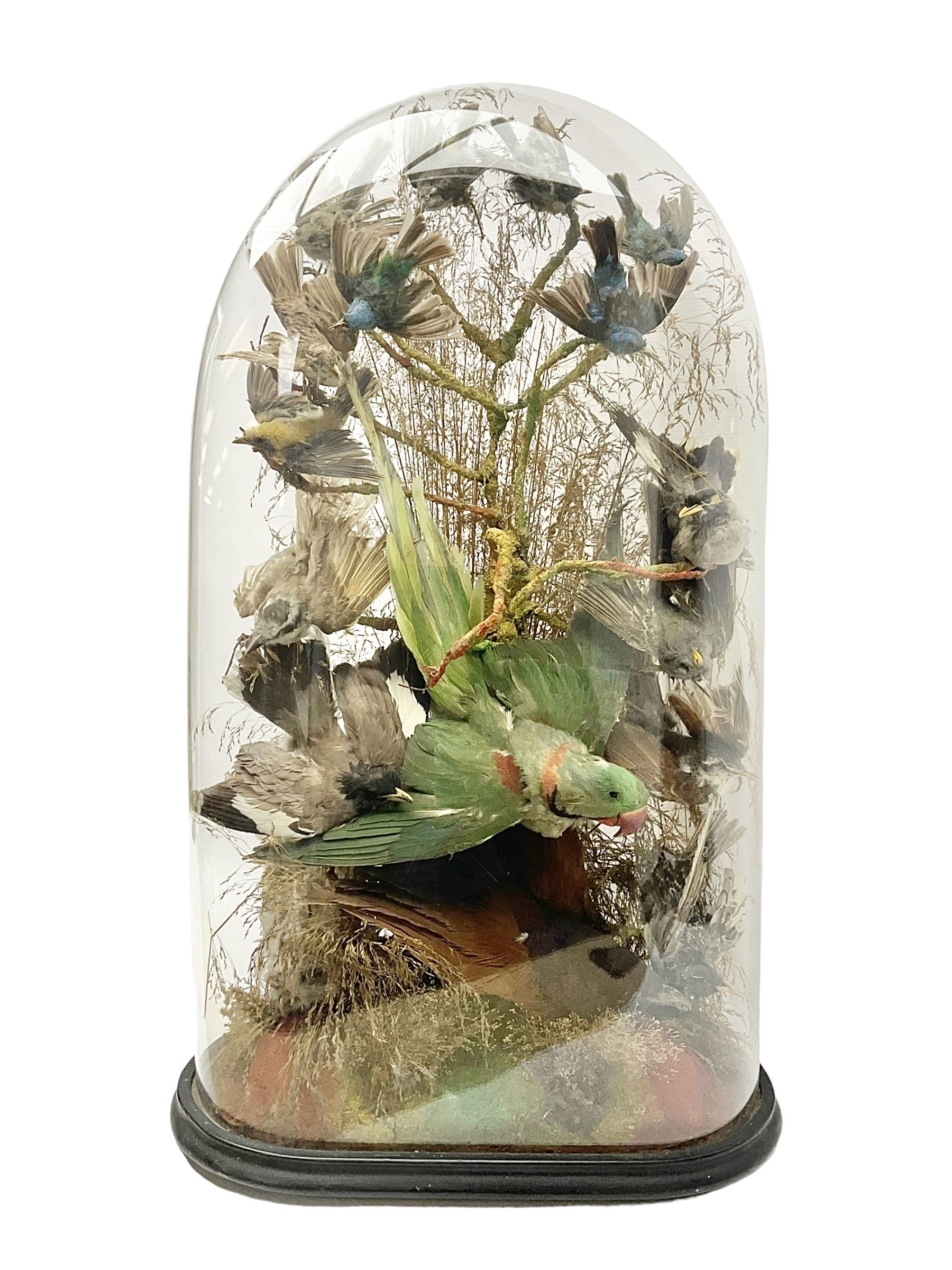 Taxidermy; large Victorian domed taxidermy diorama study of birds, with seventeen specimens including Ring Necked Parakeet, Blue Winged Warbler and Blackbird, the glass dome upon an ebonised wooden base, H77cm, W44cm