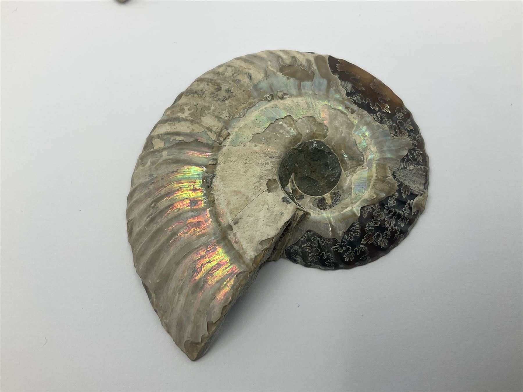 Two pairs of sliced ammonite fossils with polished finish, age: Cretaceous period, location: Madagascar, largest D7cm