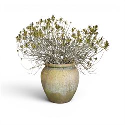 Large terracotta circular planter, oval form with ribbed top, planted; and an Errington Reay & Sons terracotta planter