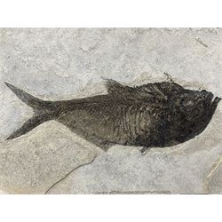 Large Fossilised fish in matrix (Knightia alta), age; Eocene period, location; Green River Formation, Wyoming, USA, in frame, fish L42cm, frame H49cm, L72cm