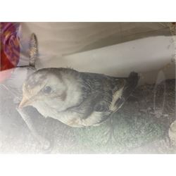 Taxidermy; Victorian cased display of birds, comprising Scarlet Tanager (Piranga olivacea), Campo Troupial (Icterus jamacaii) and Snow Bunting (Plectrophenax nivalis), amidst a naturalistic setting, encased within an ebonised single pane display case, H23cm, L35cm