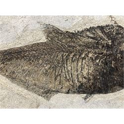 Large Fossilised fish in matrix (Knightia alta), age; Eocene period, location; Green River Formation, Wyoming, USA, in frame, fish L42cm, frame H49cm, L72cm