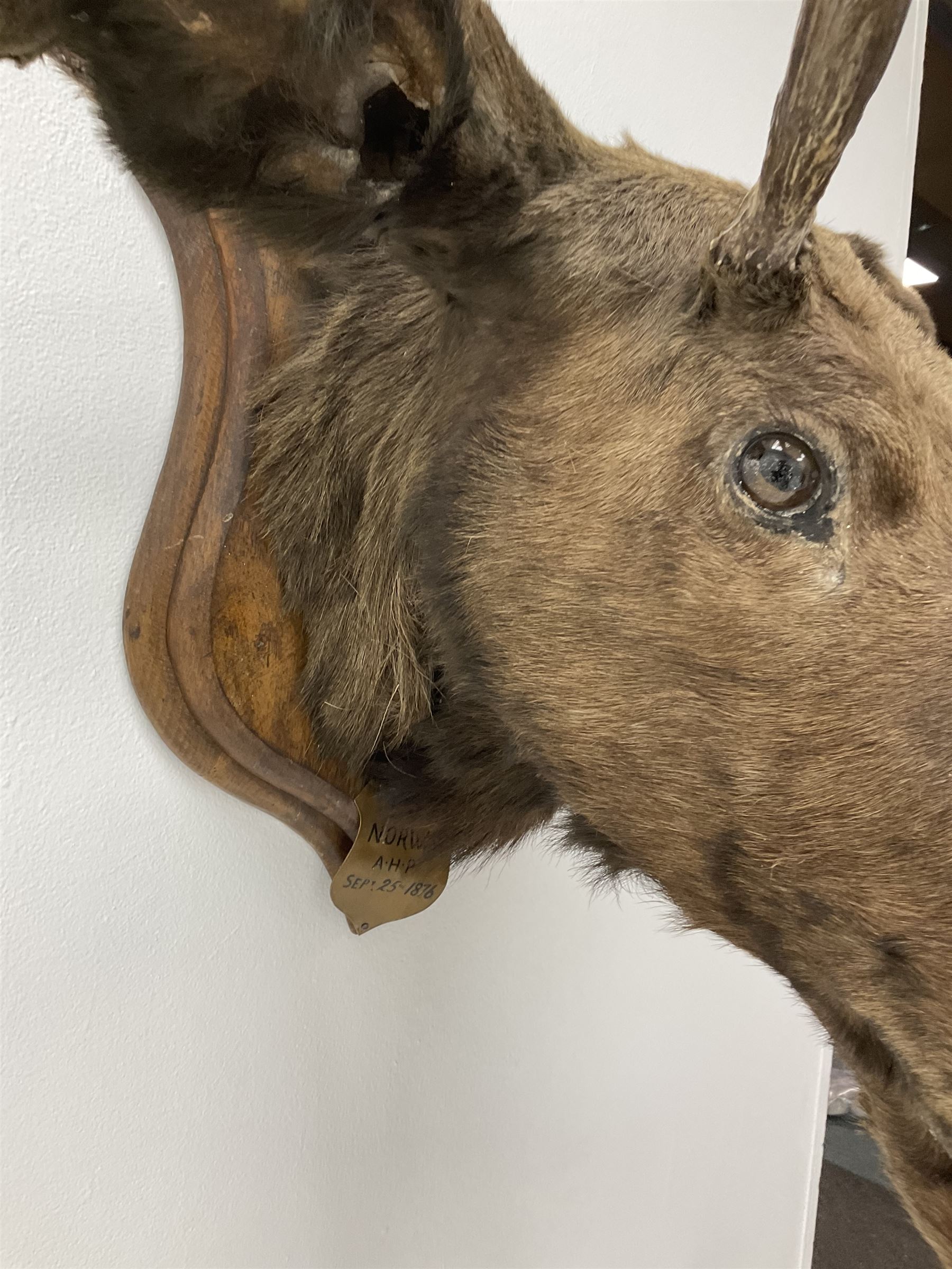 Taxidermy: European Moose (Alces alces), circa September 25th 1876, Norway, young adult male head mount looking straight ahead, mounted upon a wooden double shield, bearing copper shield 'Elk, Norway, A.H.P, Sept 25th 1876'', mount H54.5cm W42.5m, this moose is from the historical collection at Hodnet Hall in Shropshire, home of the Heber family for generations.