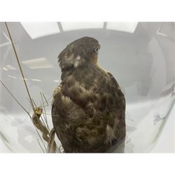 Taxidermy; Victorian European Sparrowhawk (Accipiter nisus), a full mount adult with pray,  perched upon a tree stump amidst a naturalistic setting, encased within a glass dome with an ebonised base, H55cm