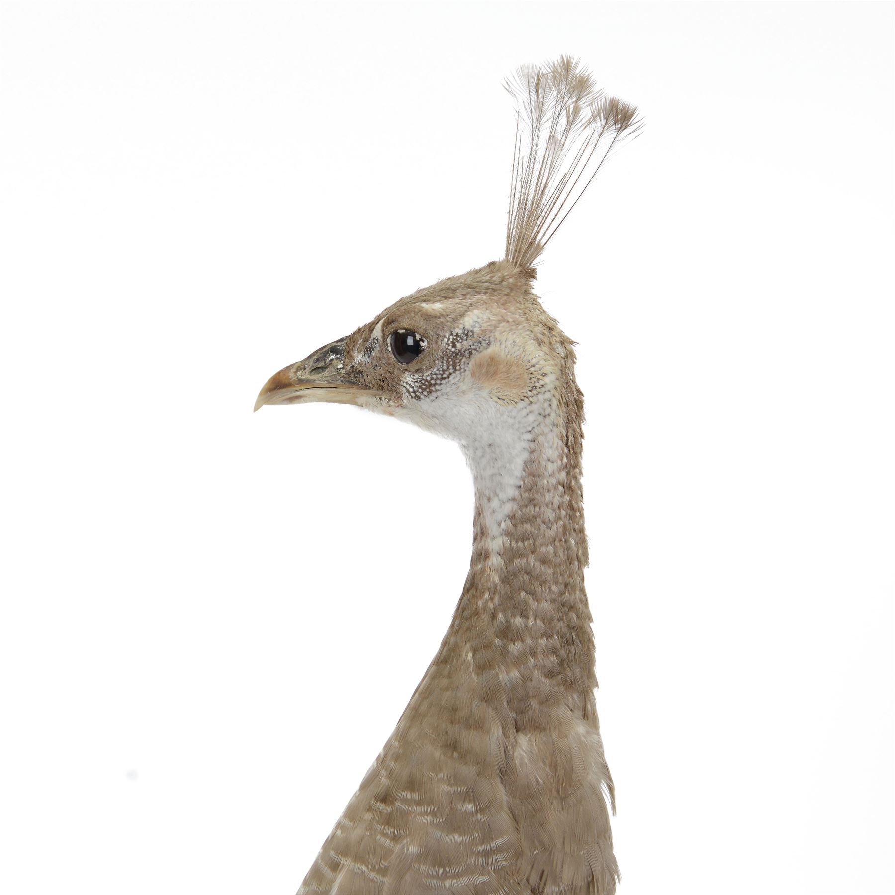 Taxidermy: Black-Shouldered Peahen (Pavo cristatus), captive bred, open display full female adult mount, with head turning slightly to the right, mounted upon a square ebonised base, label beneath 'Indian Black Shouldered Peahen Lavender Mutation via Gary Knight 25.02.19