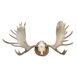 Antlers/Horns: North American Moose Antl