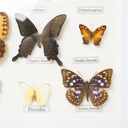 Entomology - frame containing twelve assorted butterflies 