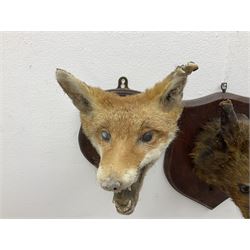 Taxidermy: Red fox masks (vulpes vulpes), the first example an unusual dark coloured adult head looking straight ahead, the second mount turning to the right with mouth agape bearing teeth, both on wooden shields 