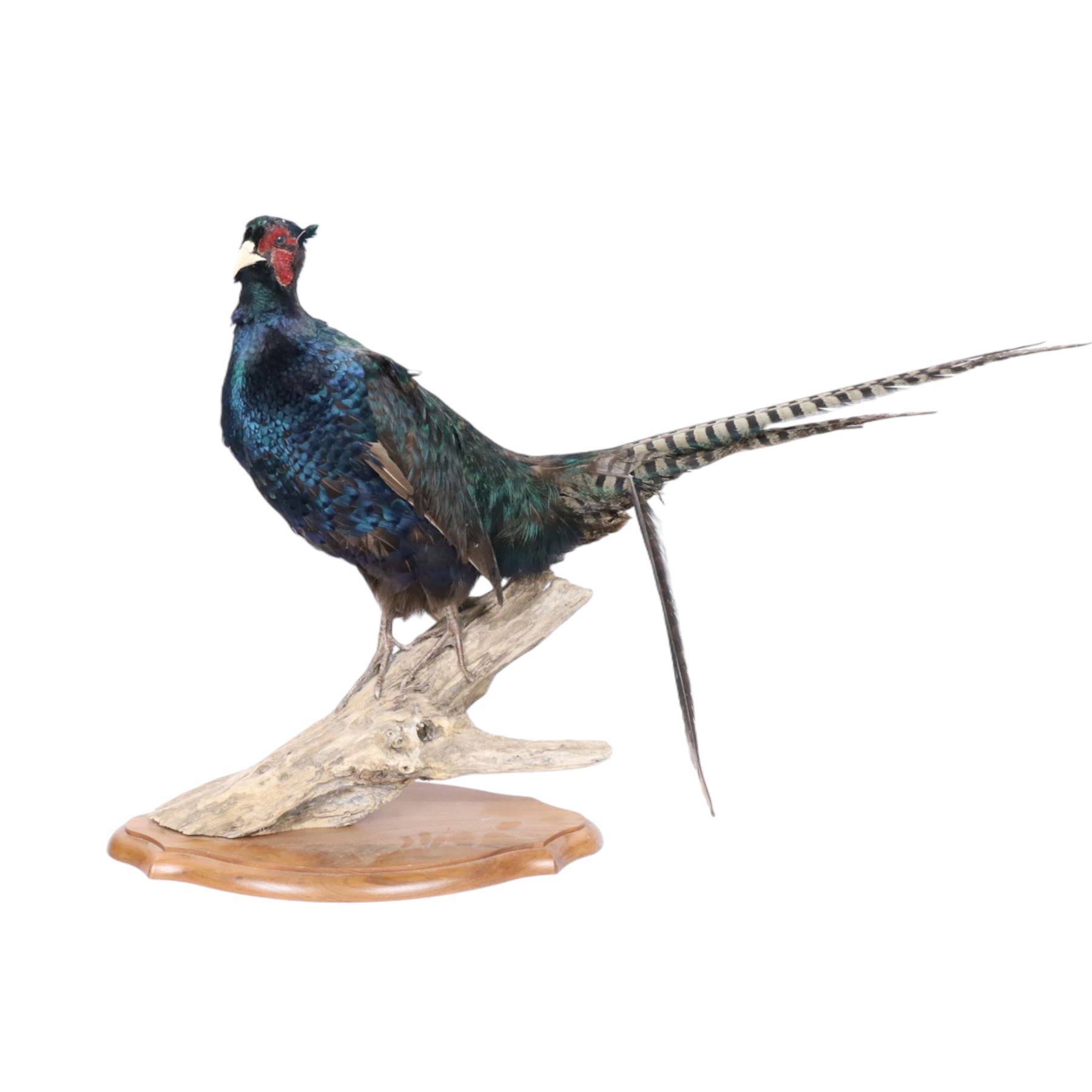 Taxidermy: Red Grouse (Lagopus lagopus) and Melanistic Cock Pheasant (Phasianus colchicus), roe deer shoulder mount (Capreolus capreolus)
