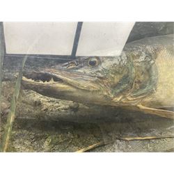 Taxidermy: Cased Northern Pike (Esox lucius), a large preserved skin mount set within a rocky river bed,  encased within a single pane display case, H41cm, L122cm