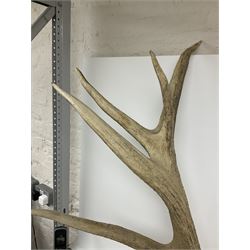 Antlers/Horns: European Red Deer (Cervus elaphus), Sixteen point (9+7)