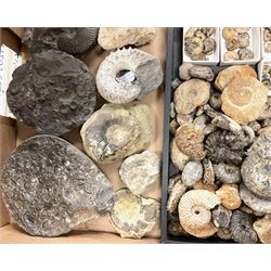Natural History - A collection of mostly Ammonite fossils, of various sizes, to include a number of large examples, largest Ammonite approximately W10cm. 