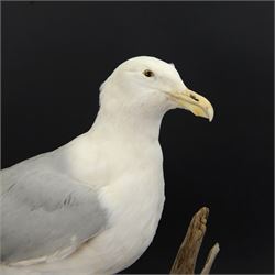 Taxidermy: Herring Gull (Larus argentatus), full adult mount on open display with head turning to the right, stood upon drift wood, H54cm, L46cm