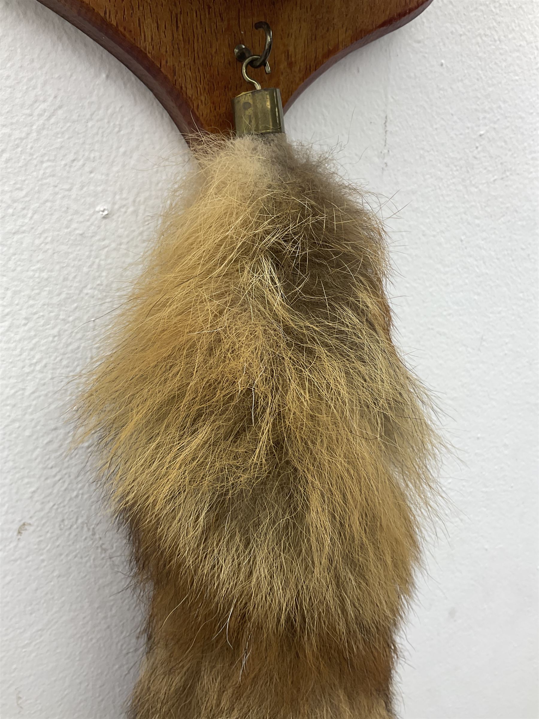 Taxidermy; Red fox mask (Vulpes vulpes), with mouth agape bearing teeth, mounted upon oak shield, with brush, shield L26cm