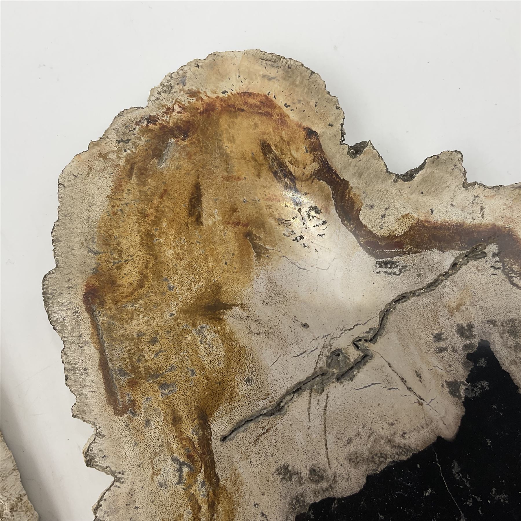 Pair of polished petrified wood slices, sliced in cross-section and polished to both sides, some growth rings still visible and a blackened centre, texture to edges, H17cm, L28cm