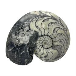 Polished Goniatite; Devonian period, H13cm, L16cm 