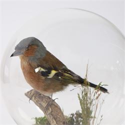 Taxidermy; Chaffinch (Eurasian chaffinch), full adult mount perched upon a branch, with a mossy ground, within a modern glass dome, H18cm