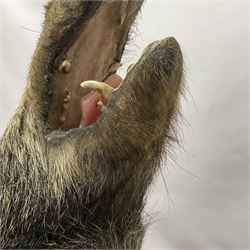 Taxidermy: European Wild Boar (Sus scrofa), adult male shoulder mount looking straight ahead mouth agape, mounted upon a wooden shield, D52cm