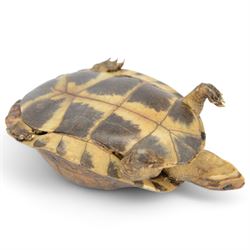 Taxidermy; Victorian novelty terrapin (Malaclemys terrapin) ashtray, together with another taxidermy terrapin, ashtray H8cm