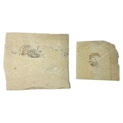 Two fossilised shrimp (Aeger tipularius) each in an individual matrix, age; Cretaceous period, location; Carpopenaeus callirostris Hjoula, Lebanon, largest matrix H9cm, L10cm