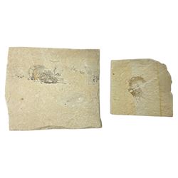 Two fossilised shrimp (Aeger tipularius) each in an individual matrix, age; Cretaceous period, location; Carpopenaeus callirostris Hjoula, Lebanon, largest matrix H9cm, L10cm