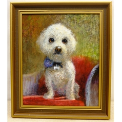  William Anthony 'Tony' Denison (British 1937-): Portrait of a Bichon Frise, oil on board signed 29cm x 24cm  